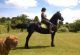 Friesian Horse Horses for sale in Dallas, TX, USA. price: NA