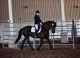 Friesian Horse Horses for sale in Adams, NY 13605, USA. price: NA
