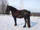 Friesian Horse Horses for sale in Gainesville, FL, USA. price: $2,000