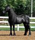 Friesian Horse Horses for sale in Escondido, CA, USA. price: NA