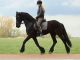 Friesian Horse Horses for sale in Chicago, IL, USA. price: NA