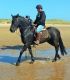 Friesian Horse Horses for sale in Laurel, MD, USA. price: NA