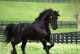 Friesian Horse Horses for sale in Georgetown, GA, USA. price: NA