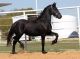 Friesian Horse Horses for sale in New York, NY, USA. price: NA
