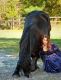 Friesian Horse Horses for sale in Las Vegas, NV, USA. price: NA
