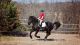 Friesian Horse Horses for sale in Springfield, MA, USA. price: NA