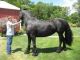 Friesian Horse Horses for sale in San Francisco, San Antonio, TX 78201, USA. price: NA