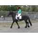 Friesian Horse Horses for sale in Arkansas County, AR, USA. price: NA