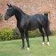 Friesian Horse Horses for sale in FL-436, Casselberry, FL, USA. price: $3,000