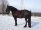 Friesian Horse Horses for sale in Union St, Brooklyn, NY, USA. price: NA