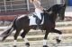 Friesian Horse Horses for sale in Dayton, OH 45437, USA. price: NA