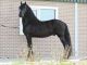 Friesian Horse Horses for sale in Chicago, IL 60612, USA. price: NA