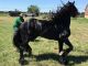 Friesian Horse Horses for sale in Los Angeles, CA, USA. price: NA