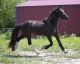 Friesian Horse Horses for sale in Los Angeles, CA, USA. price: $2,600