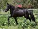 Friesian Horse Horses for sale in Los Angeles, CA, USA. price: $2,400