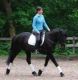Friesian Horse Horses for sale in New York, NY, USA. price: NA