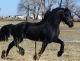 Friesian Horse Horses for sale in Los Angeles, CA, USA. price: $3,500