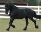 Friesian Horse Horses for sale in New York, NY, USA. price: $3,500