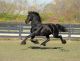 Friesian Horse Horses for sale in Los Angeles, CA, USA. price: $2,500