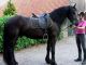 Friesian Horse Horses for sale in Columbus, OH 43215, USA. price: $400