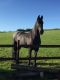 Friesian Horse Horses for sale in Greensboro, NC, USA. price: $3,000