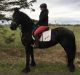 Friesian Horse Horses for sale in Queens Village, Queens, NY, USA. price: NA