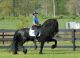 Friesian Horse Horses for sale in Redding, CA, USA. price: NA