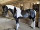 Friesian Horse Horses for sale in Northeast Ohio, OH, USA. price: NA