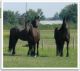 Friesian Horse Horses
