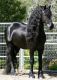 Friesian Horse Horses