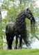 Friesian Horse Horses for sale in 3303 Rice St, Lihue, HI 96766, USA. price: NA