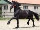 Friesian Sporthorse Horses for sale in Los Angeles, CA, USA. price: NA
