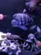 Frontosa cichild Fishes for sale in Des Plaines, IL 60016, USA. price: $250