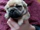 Fruggle Puppies for sale in Rapid City, SD, USA. price: $1,900