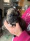 Fruggle Puppies for sale in Clinton, IA, USA. price: NA