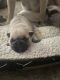 Fruggle Puppies for sale in Rachel, WV 26587, USA. price: NA