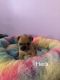 Fruggle Puppies for sale in Sugarville, UT 84624, USA. price: NA