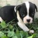 Fruggle Puppies for sale in Canton, OH, USA. price: NA