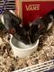 Fulvous-bellied Climbing Rat Rodents for sale in Colorado Springs, CO, USA. price: NA