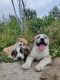 Gaddi Kutta Puppies for sale in Rohru, Himachal Pradesh 171207, India. price: 5000 INR
