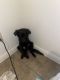 Gaddi Kutta Puppies for sale in 8400 Broadway St, Houston, TX 77061, USA. price: NA