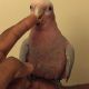 Galah Cockatoo Birds for sale in Egbert North Rd, Wyoming 82053, USA. price: NA