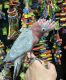 Galah Cockatoo Birds