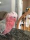 Galah Cockatoo Birds for sale in North Franklin, Franklin, CT 06254, USA. price: $1,200