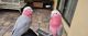 Galah Cockatoo Birds for sale in Boca Raton, FL 33433, USA. price: $3,500