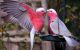 Galah Cockatoo Birds for sale in El Monte, CA, USA. price: NA