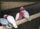 Galah Cockatoo Birds for sale in Los Angeles, CA, USA. price: NA