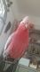 Galah Cockatoo Birds for sale in FL-436, Casselberry, FL, USA. price: NA