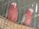 Galah Cockatoo Birds for sale in Florida Ave, Miami, FL 33133, USA. price: NA