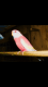 Galah Cockatoo Birds
